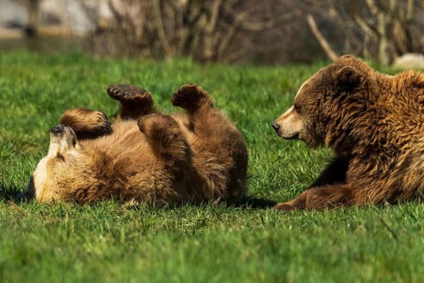 Two bears in a meadow, one lying playfully on its back, brown bear (Ursus (arctos), Germany, Europe