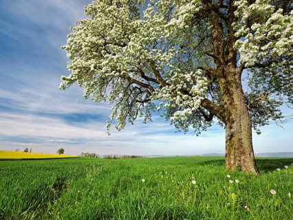 Flowering pear tree (Pyrus communis), Beinwil, Freiamt, Canton Aargau, Switzerland, Europe