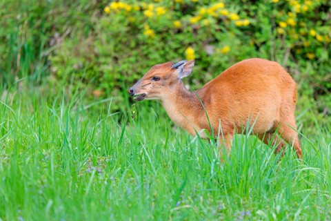 A male Red Forest Duiker (Cephalophus natalensis) stands in a green meadow, eating grass and herbs