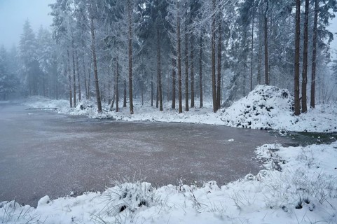 Snow-covered forest reserve Ballmoos, high moor in the mist, Lieliwald, Lindenberg, Horben, Canton