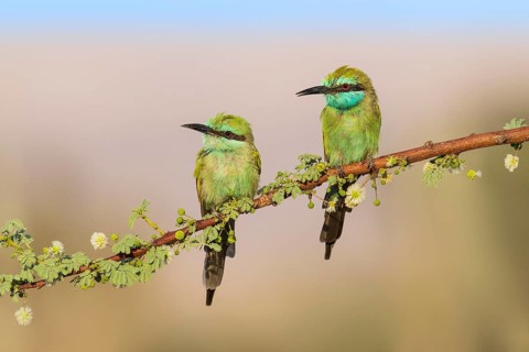 Green Bee-eater (Merops orientalis) pair, Eilat, Israel, Asia
