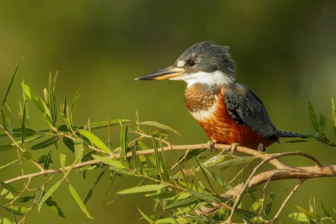 Ringed Kingfisher (Megaceryle torquata) in the Pantalal region of Brazil