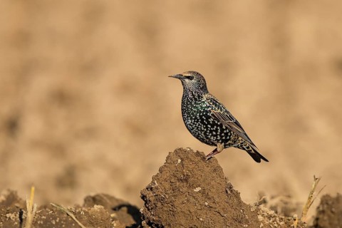 Common Starling (Sturnus vulgaris), Hesse, Germany, Europe