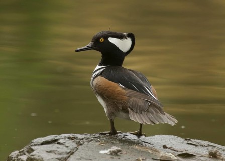 Male Hooded Merganser (Lophodytes cucullatus) perched on a rock