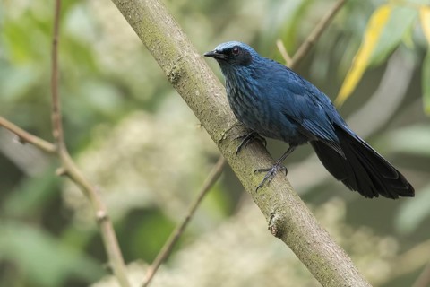 Blue Mockingbird (Melanotis caerulescens) perched on a branch in Oaxaca, Mexico, Central America