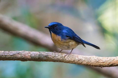 Hainan Blue Flycatcher (Cyornis hainanus klossi) male, Di Linh, Vietnam, Asia