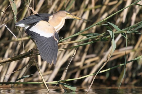 Little Bittern (Ixobrychus minutus) male flying, Zurich, Switzerland, Europe