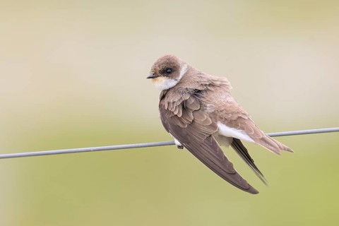 Sand martin (Riparia riparia), sitting on a wire, wildlife, animals, birds, swallows, migratory