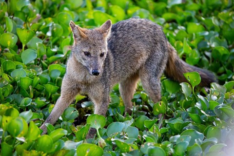 South American forest fox (Cerdocyon thous) Pantanal Brazil