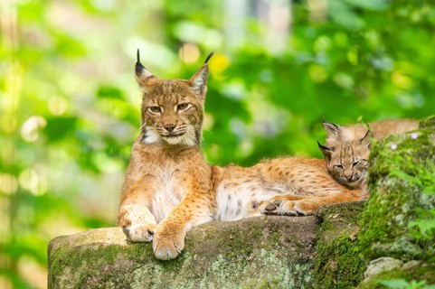 Eurasian lynx (Lynx lynx) mother with her youngsters (cubs) in a forest, Bavaria, Germany, Europe