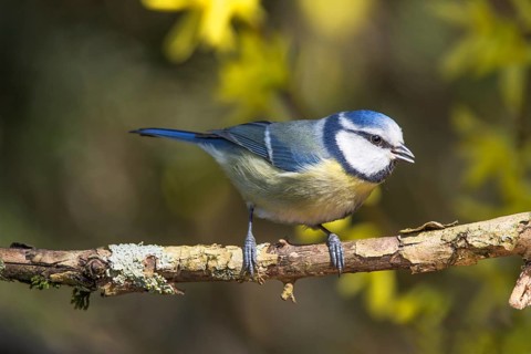 Blue tit (Parus caeruleus) sitting on a branch surrounded by yellow forsythia flowers in a natural
