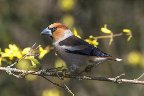 Male hawfinch (Coccothraustes coccothraustes) sitting on a forsythia branch with yellow flowers and