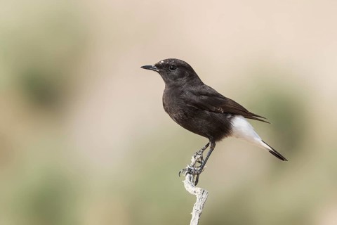 Mourning Wheatear (Oenanthe lugens warriae) perched on a branch, Arava Valley, Israel, Asia