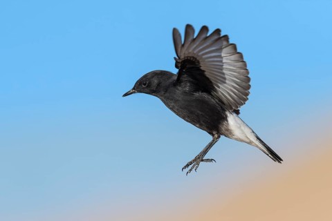 Mourning Wheatear (Oenanthe lugens warriae) flying, Eilat, Israel, Asia