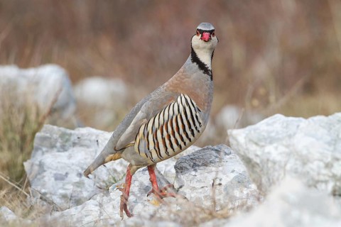 Rock Partridge (Alectoris graeca), Istria, Croatia, Europe