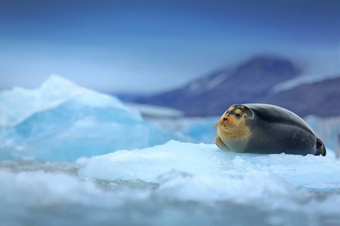 Bearded seal, lying sea animal on ice in Arctic Svalbard, winter cold scene with ocean, dark