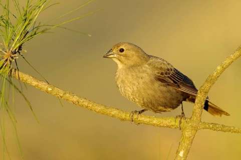 Brown-headed Cowbird (Molothrus ater), Texas, USA, North America