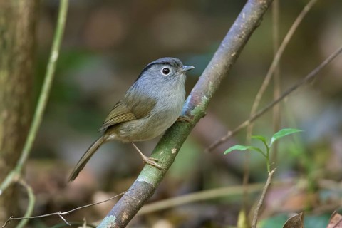 Mountain Fulvetta (Alcippe peracensis) perched on a branch, Bidoup National Park, Vietnam, Asia