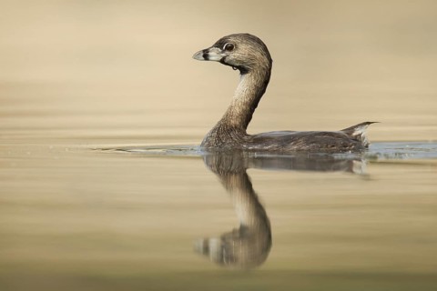 Pied-billed Grebe (Podilymbus podiceps), Ohio, USA, North America