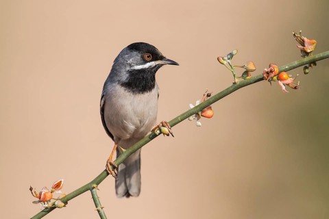 Rüppell's Warbler (Sylvia ruppeli) male, Eilat, Israel, Asia