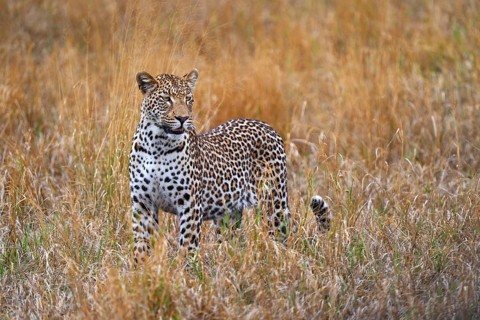 Leopard, Panthera pardus shortidgei, nature habitat, big wild cat in the nature habitat, sunny day