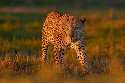 Okavango delta. Wildlife Botswana. Leopard golden grass sunset, Botswana, Africa. Big spotted cat