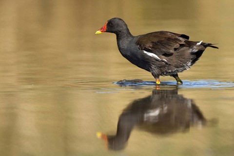 Common Moorhen (Gallinula chloropus), Castile-La Mancha, Spain, Europe