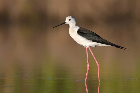 Black-winged Stilt (Himantopus himantopus), Camargue, France, Europe