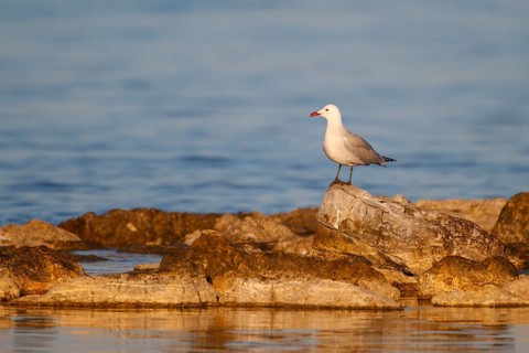 Audouin's Gull (Ichthyaetus audouinii), Mallorca, Spain, Europe
