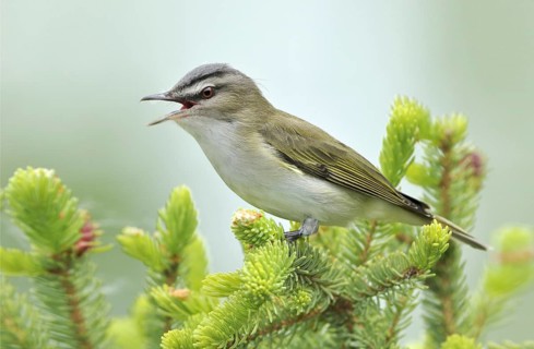 Red-eyed Vireo (Vireo olivaceus), Alberta, Canada, North America
