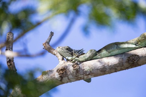 Green iguana (Iguana iguana) Pantanal Brazil