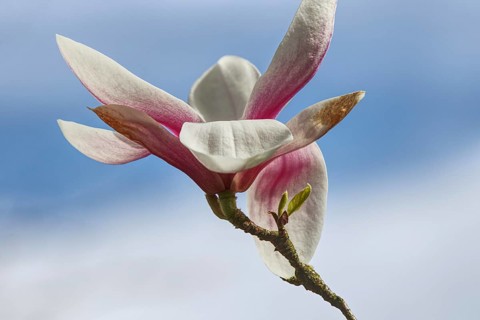 Single magnolia blossom in pink and white against a blue sky, Siegen, North Rhine-Westphalia,