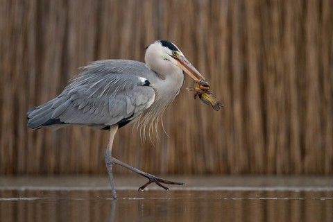 Grey Heron (Ardea cinerea) with fish prey in beak, Pusztaszer, Hungary, Europe