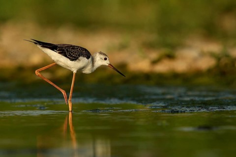 Black-winged Stilt (Himantopus himantopus) juvenile foraging, Piedmont, Italy, Europe