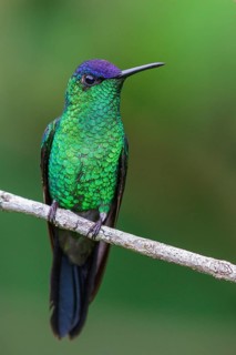 Violet-capped Woodnymph (Thalurania glaucopis) perched on a branch in the Atlantic rainforest of