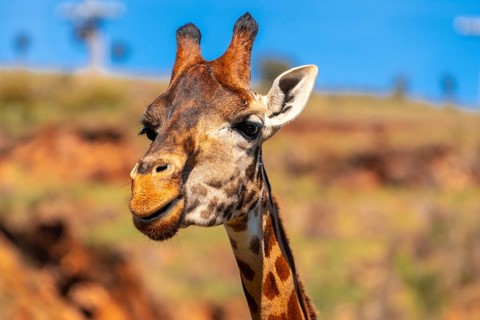 A giraffe is looking at the camera with its mouth open. The giraffe is standing on a rocky hillside