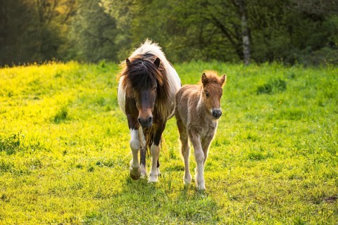 Icelandic horses in a pasture. Mare with foal. Pinto. Evening, golden hour, backlight. Germany