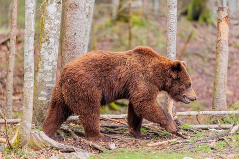 A young male Eurasian brown bear (Ursus arctos arctos) runs through a forest
