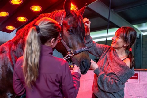 Women with horse in an innovative animal solarium in a rehabilitation center