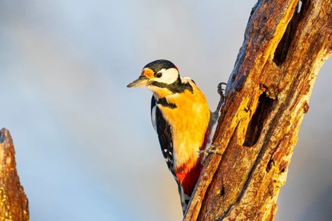 Great spotted woodpecker (Dendrocopus major) ml Germany