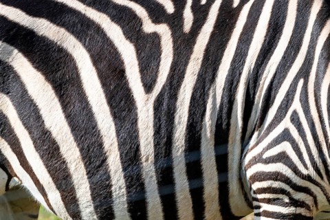 The zebra's stripes are black and white. The stripes are very close together, and the zebra's skin