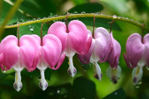 Tearful hearts after rain in April, Germany, Europe