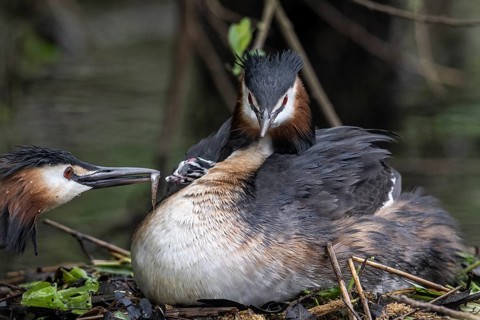 Great Crested Grebe (Podiceps Scalloped ribbonfish) with juveniles), Emsland, Lower Saxony,