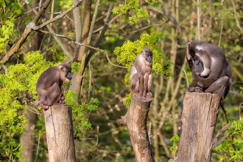 Three Drills (Mandrillus leucophaeus), a male and two females, sit high up on the three stumps of a