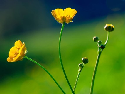 Ranunculus acris Bischofswiesen, Berchtesgadener Land, Upper Bavaria, Bavaria, Germany, Europe