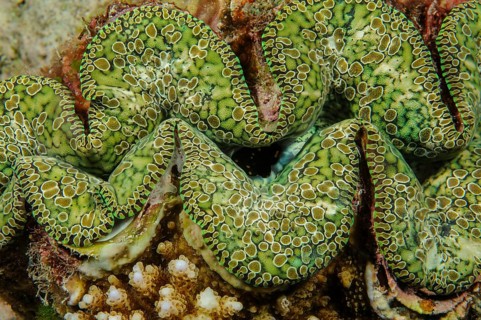 Underwater photo close-up detail photo of mantle of teardrop giant clam (Tridacna noae) Noah's