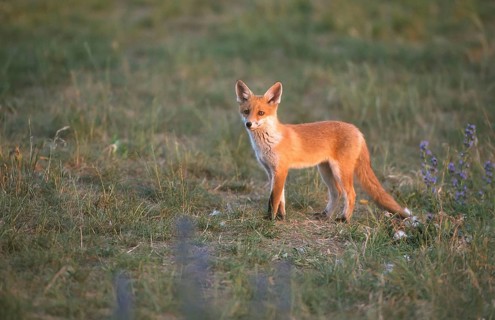 Red fox (Vulpes vulpes) Young fox looking around, Schorfheide-Chorin Biosphere Reserve,