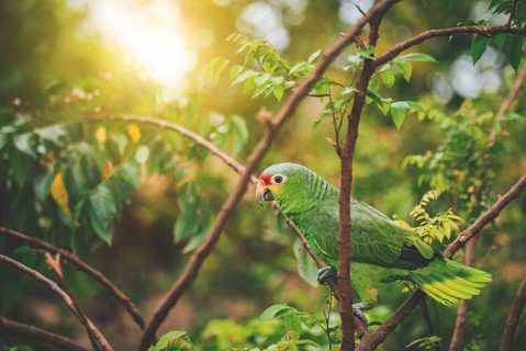 Portrait of a colorful yellow-naped parrot on a branch. Beautiful yellow-necked green parrot in its
