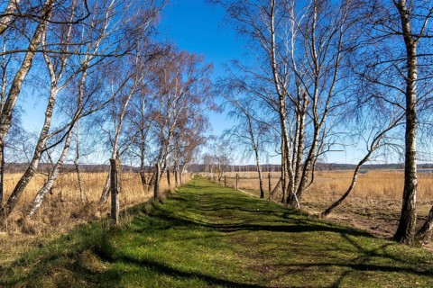 Landscape at Lake Neuensien on the island of Rügen, Mecklenburg-Western Pomerania, Germany, Europe