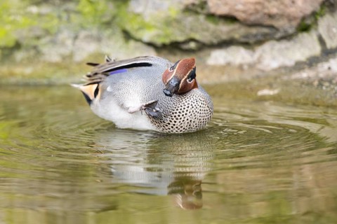 Eurasian teal (Anas crecca) male swimming in a lake, Bavaria, Germany, Europe